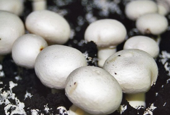 гриби вирощені на торфі